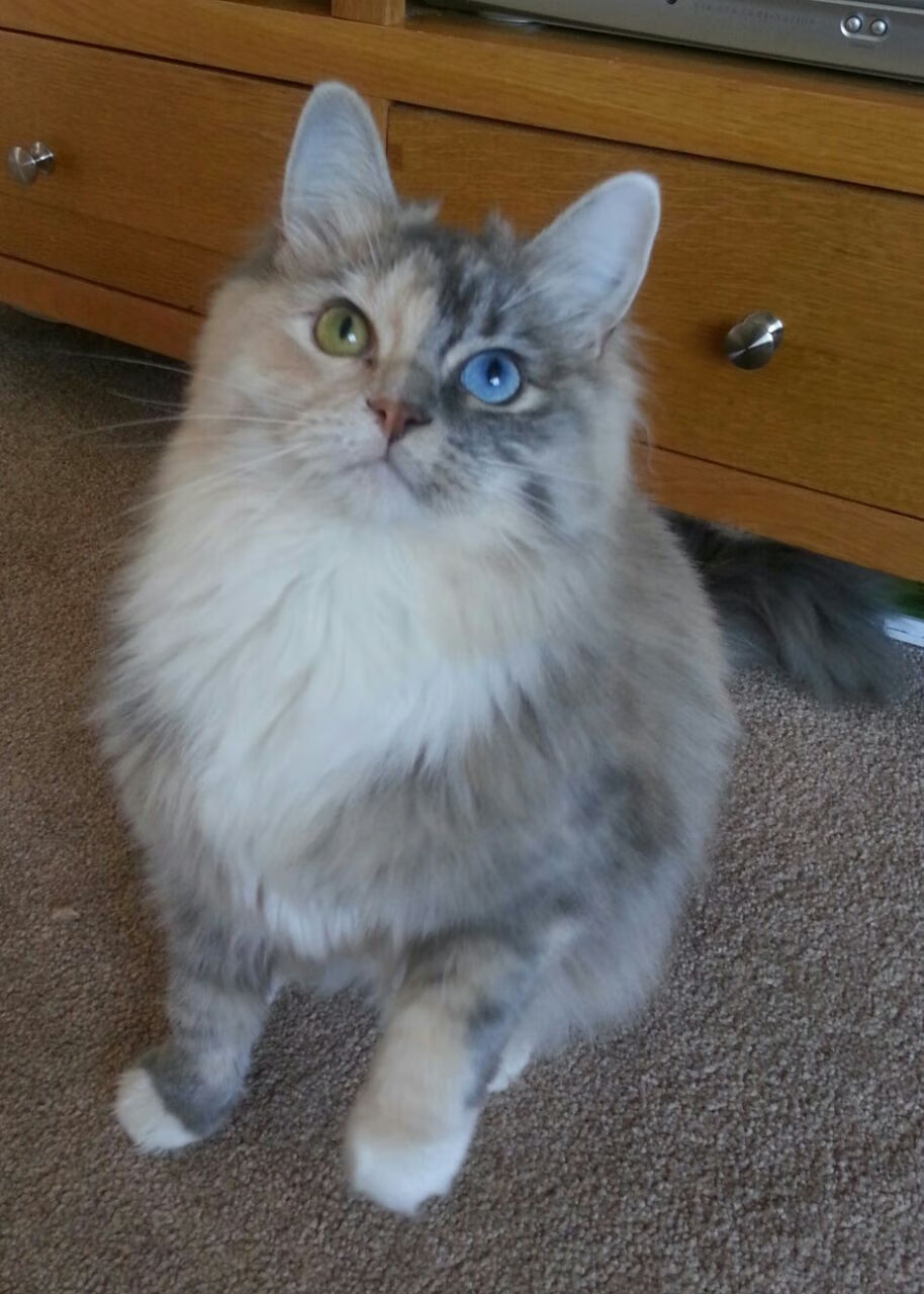 五大联赛球队如何依赖本土青训体系实现阵容接力，五大联赛各球队的关系