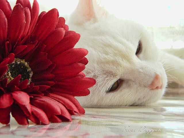 倒三角布局带来控场优势,倒三角战术解析