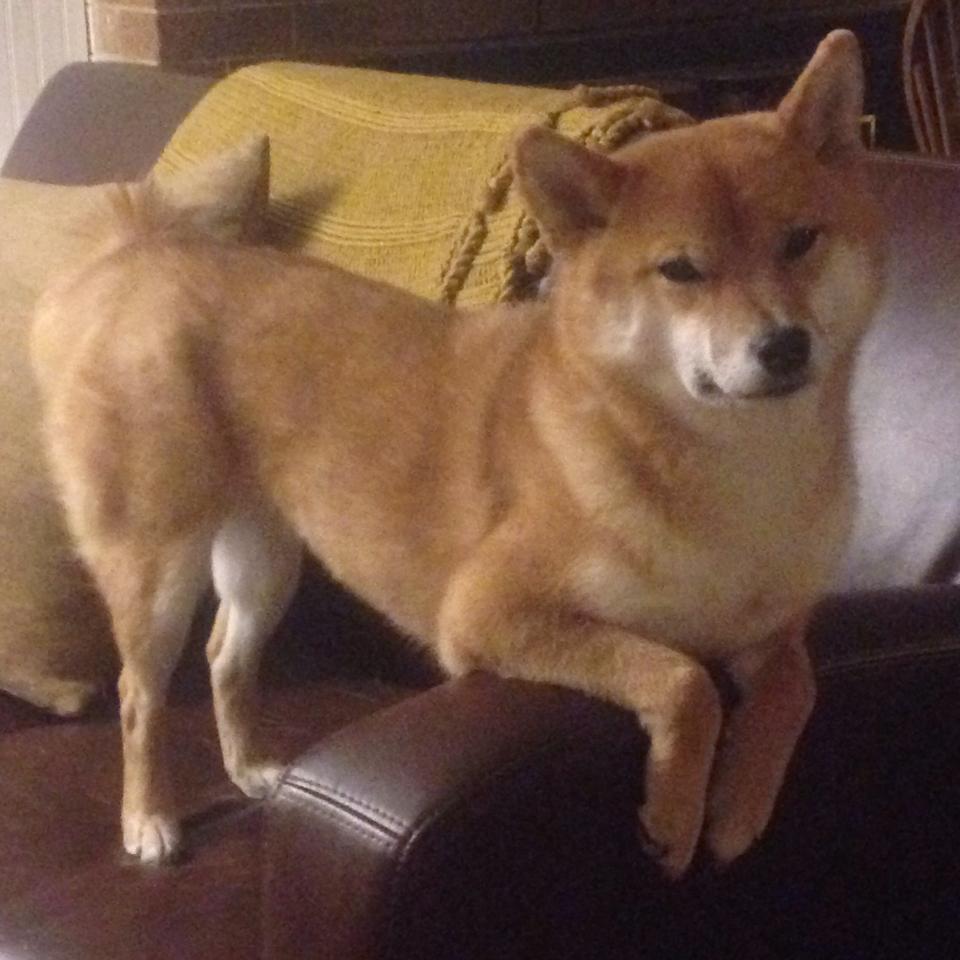 开云在线直播-切尔西主场氛围热烈，球迷助威震场，切尔西足球队比赛