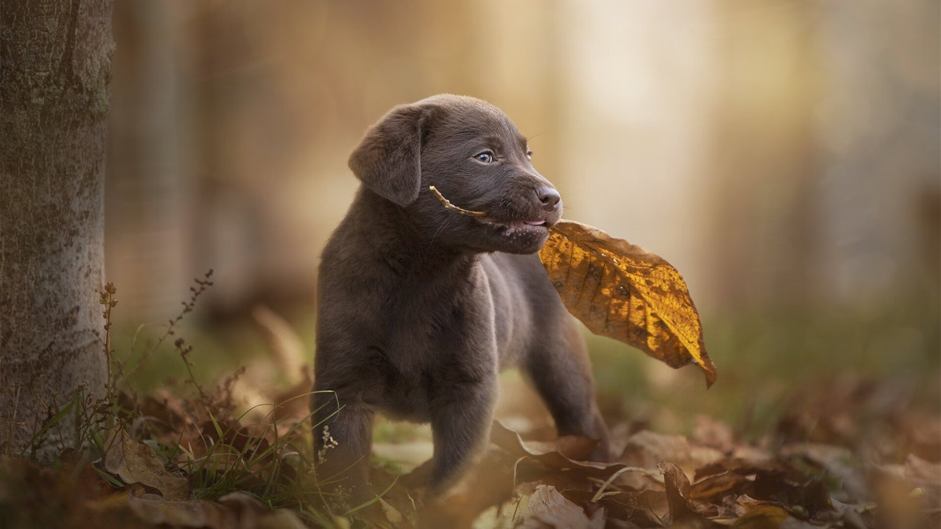 未来崛起的澳大利亚队：如何借助国际赛事强化技战术，澳大利亚队怎么样