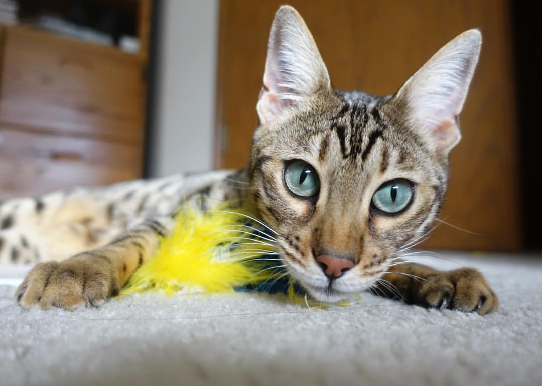 曼联锋线配合逐渐流畅提升进球转化率，曼联引进前锋