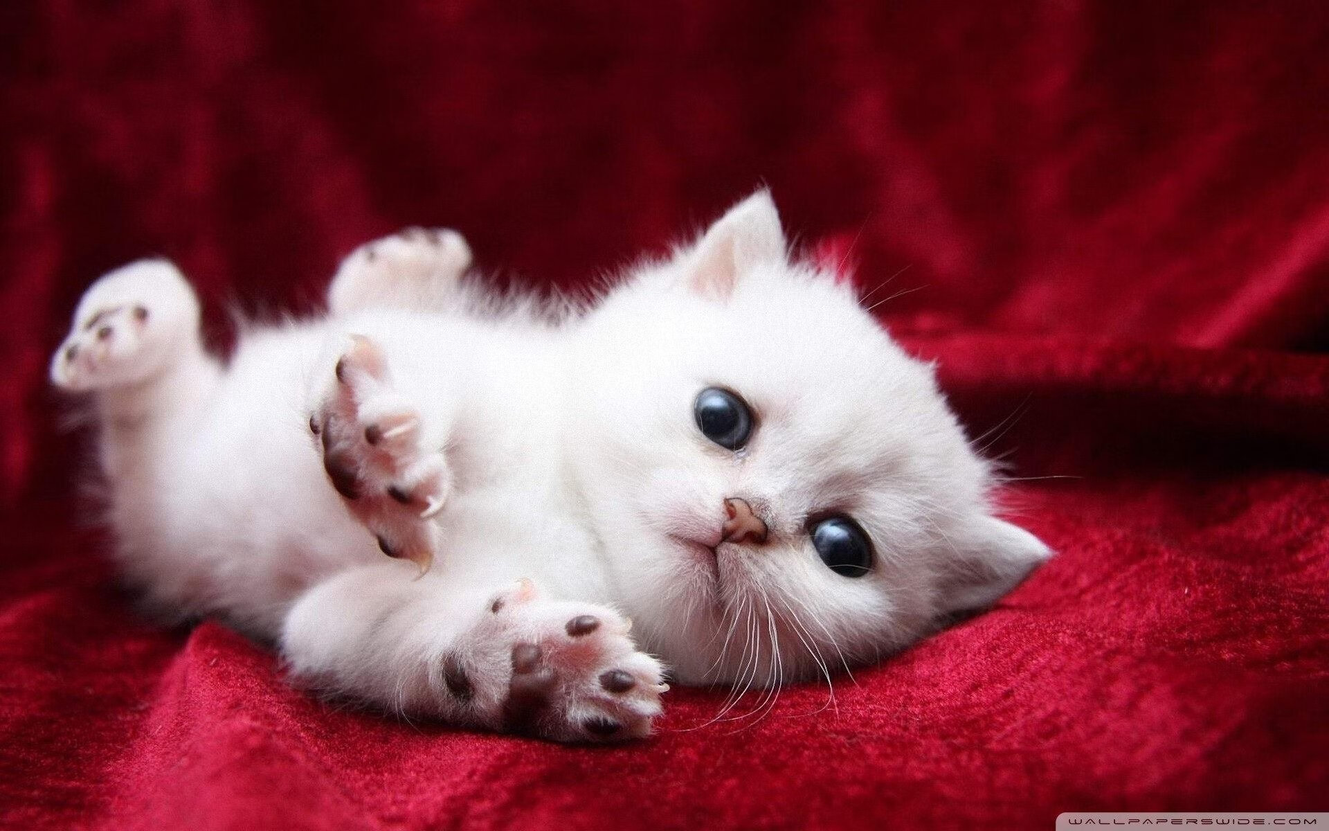 罗马注重节奏变化掌控整体局势，罗马阶段