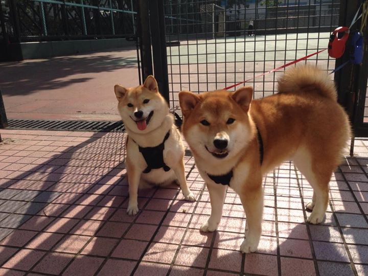 赛后复盘成常态战队数据分析能力持续增强