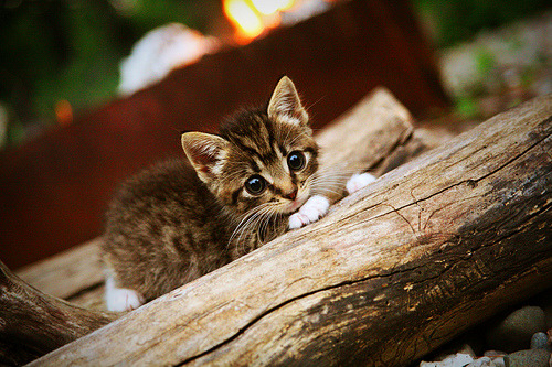 足球梯队开始跨省合作试点区域培养，全国足球改革试点省区