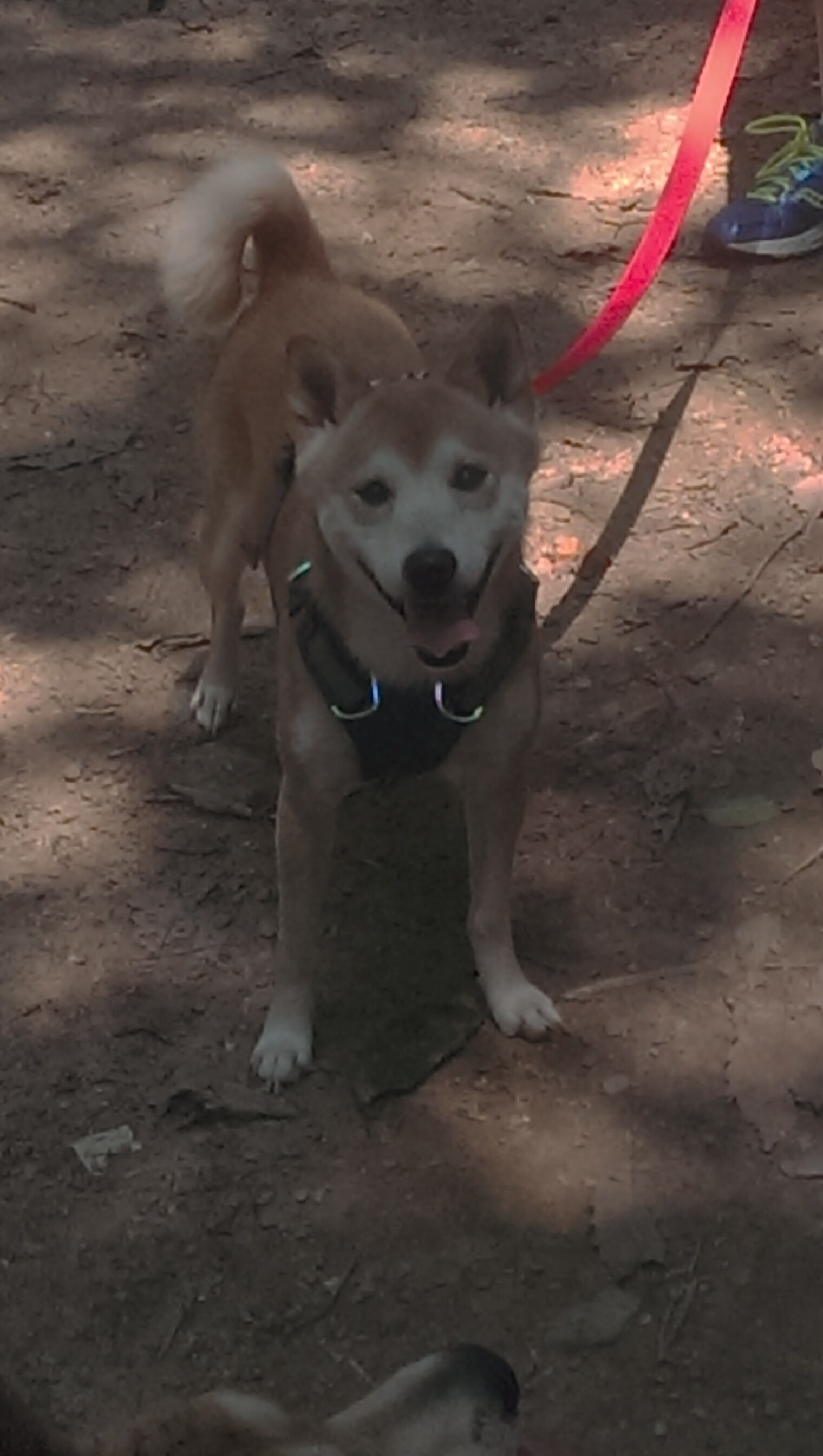 青训考核过于注重短期比赛成绩，青训试训内容