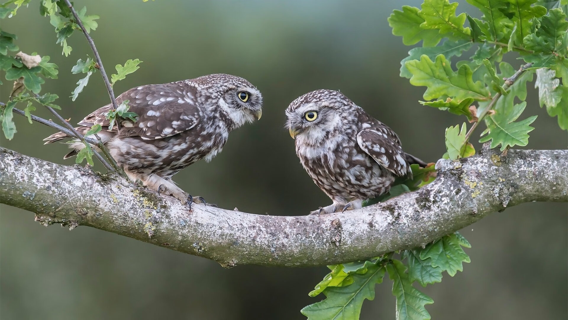 中国足球国家队开展技战术适应能力测试,足球实战技术训练