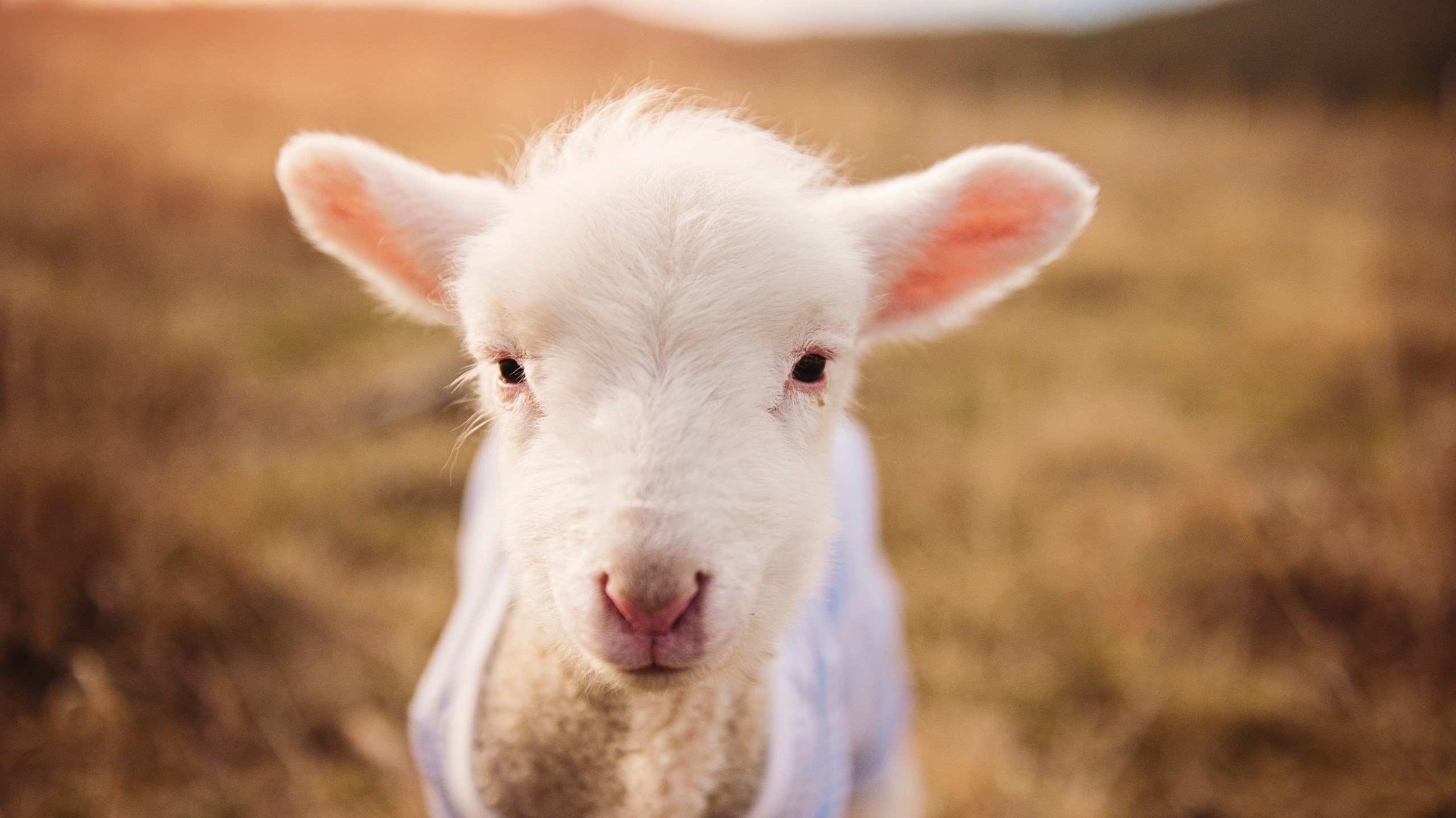 中超青年球员出场比例持续提升体现培养成效，中超年轻中场