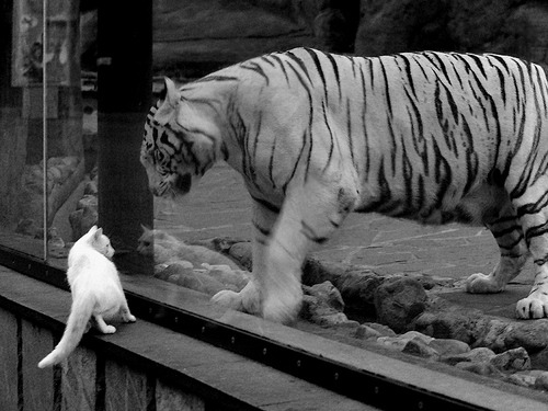 克莱尔·柯尔赞女子仰泳赛场新星