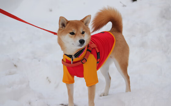 基：全黑队防线的“主心骨”，他为队友提供了无懈可击的保护